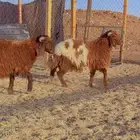 ذبايح نعيم - سواكن - برابر