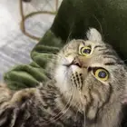 قط ذكر للتبني