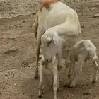 رخل ثنيه عليها اثنين