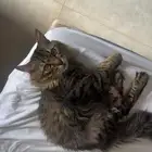عمره سنتين متطعم ونظيف