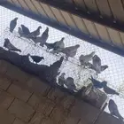 حمام مشكل