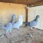 حمام للبيع بأعلى سومة لو بريال
