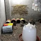 سمان بلدي