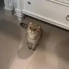 سكوتش قط عمر سنه