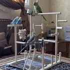 خمس ببغاوات مشكله