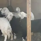 نجد رخال