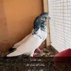 حمام