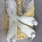 5 فروخ كروان غر