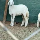 رخل حري