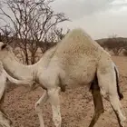 حاشي كفو وبري وعلى حليب امه للبيع