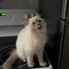 قطط