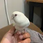 روز ابيض عيون حمران
