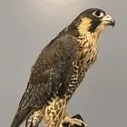 شيهانه