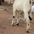 2 تيوس فل شحم القاعد