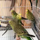 بادجي استرالي احجام طيبه