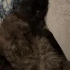 قط ذكر تبني