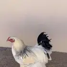 ديك براهما كولمبي للبيع