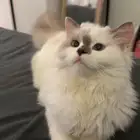 كيتن اربع شهور تبني