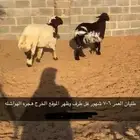 طليان نعيم