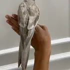 كروان اليف وهدد نشبه شرط