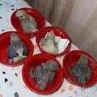 فروخ روز