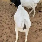 للبيع 3 برابر مرابي