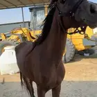 فرس للبيع عمرها 3 سنوات لقاح شهرين ملاحضه   الفرس طرب حاره