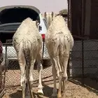 بكره قعود كفو فوق الكفو