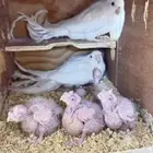 زوج كروان البينو بفروخه