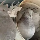 رقاص هندي مسرول