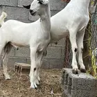 مشاريع صنف