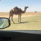 عشرا طيبه وحاشيها تحتها