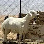 طلي مشروع فحل(تم البيع)