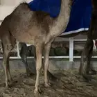 للبيع حواره