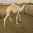 لقحه وضحا وقعود