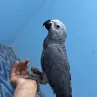 للبيع فرخ كاسكو