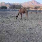 حاشي طيب على الشعير والبرسيم