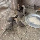 فروخ دجاج عربي