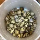 يتوفر لدي بيض بط - بيض بلدي - بيض سمان