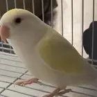 طير روز عمره سنه تقريبا