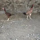 دجاج شامو