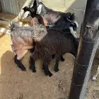 تيوس مرابي عمر 4 شهور للبيع