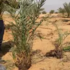 نخيل جميع الانواع والمقاسات