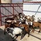 غنم مقاني . العرضية الجنوبية.