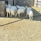 بهم العدد 10