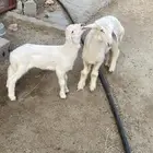 رخال دواغير