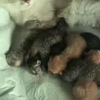 قطط تبني