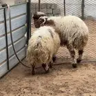 خرفان نعيم
