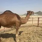 للبيع بكره ثنيه حمرا ساحليه نقبل بغنم