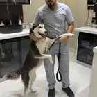 كلب هاسكي